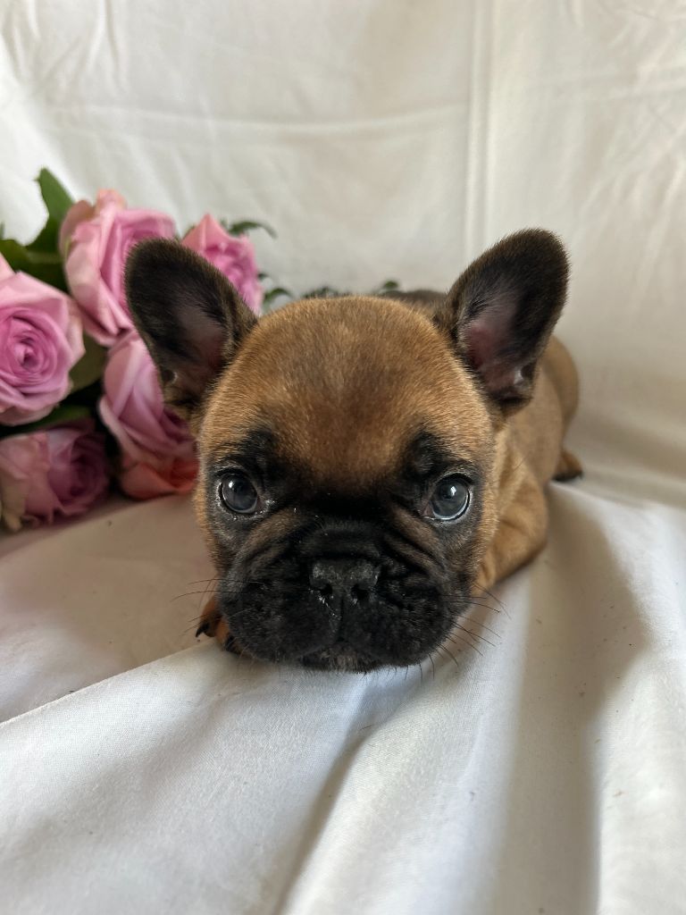 Kevin Decressac - Chiot disponible  - Bouledogue français