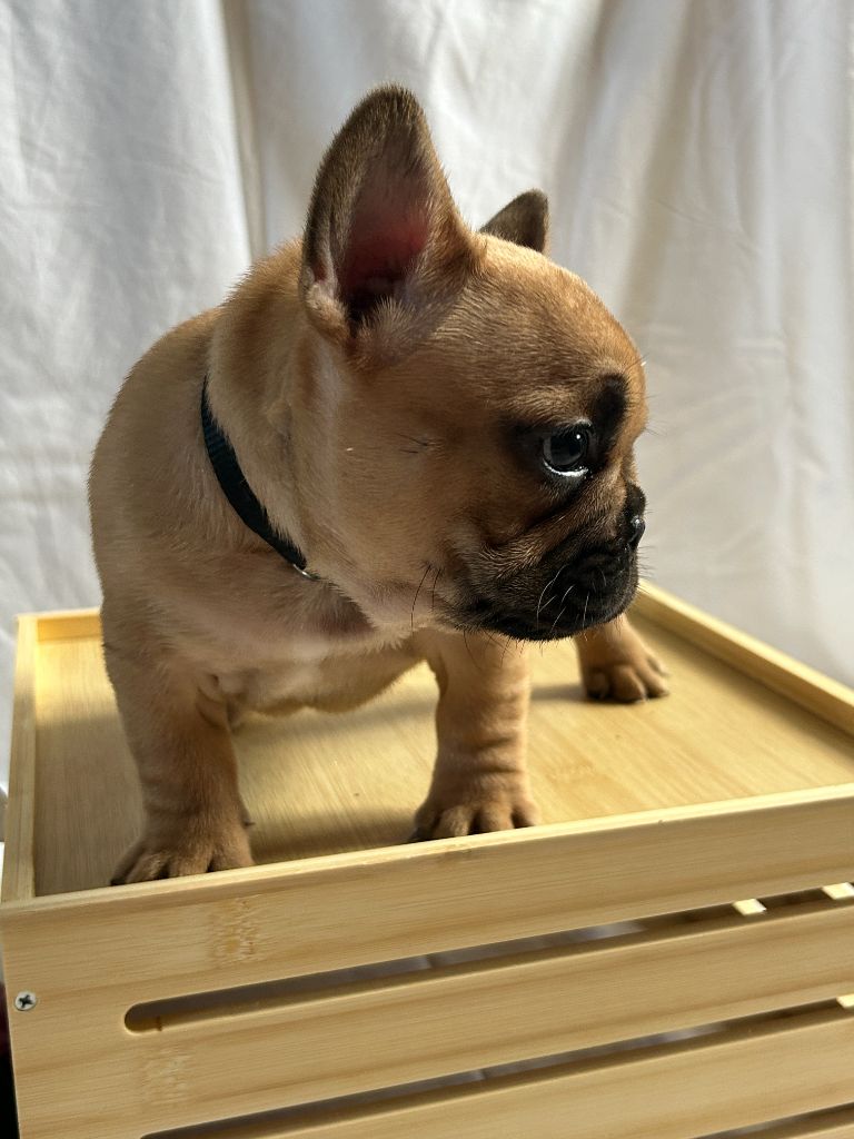 Kevin Decressac - Chiot disponible  - Bouledogue français