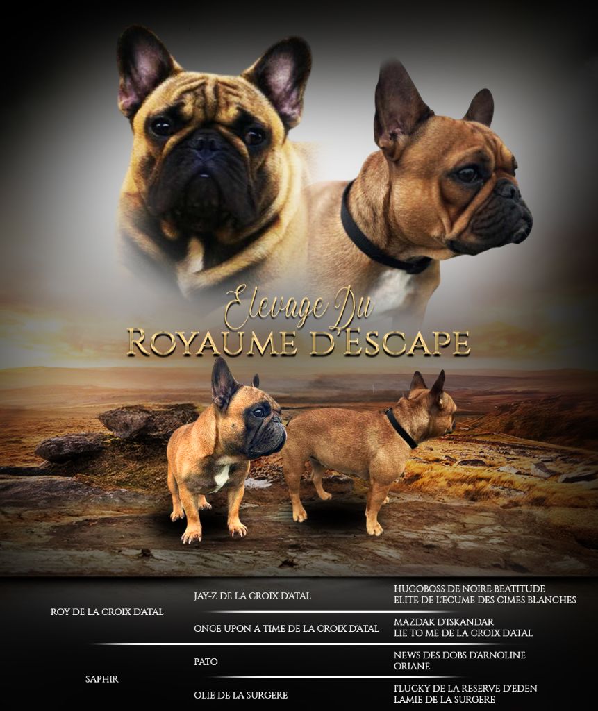 chiot Bouledogue français Kevin Decressac