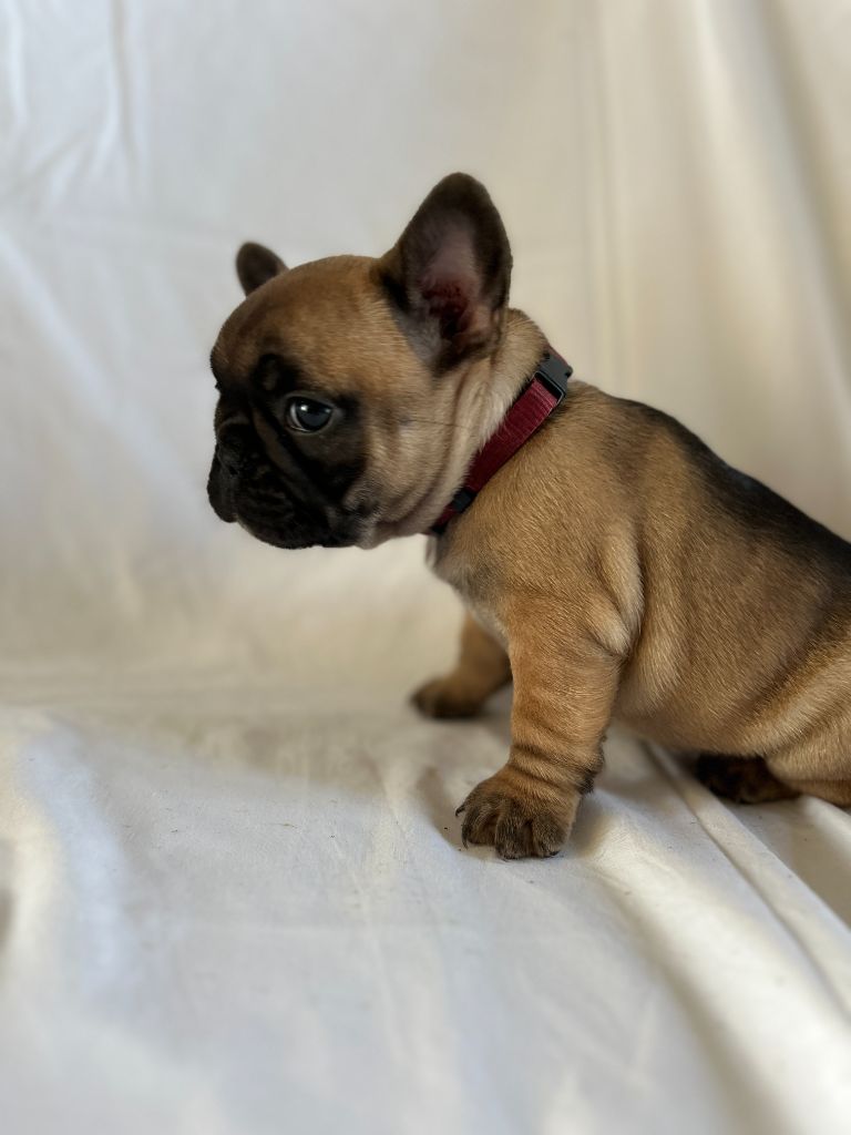 Kevin Decressac - Chiot disponible  - Bouledogue français