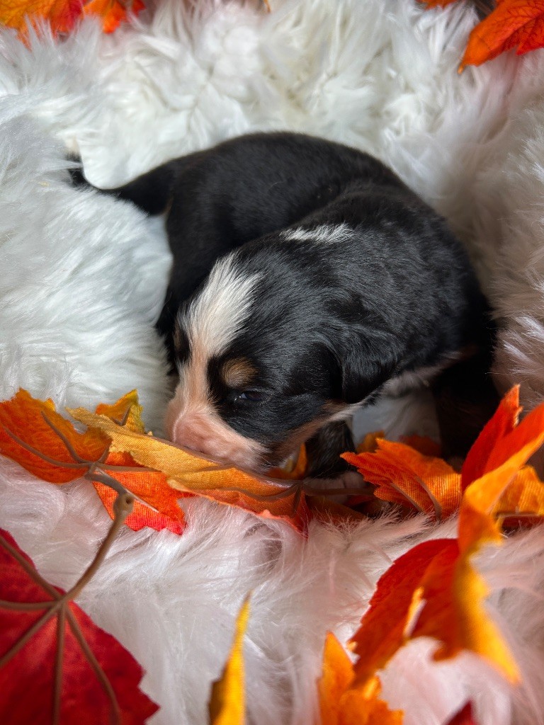 Kevin Decressac - Chiots disponibles - Bouvier Bernois
