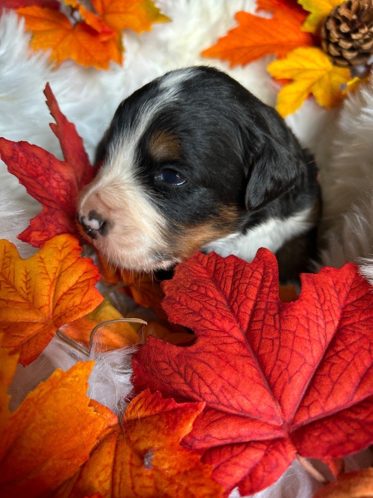 Kevin Decressac - Chiots disponibles - Bouvier Bernois