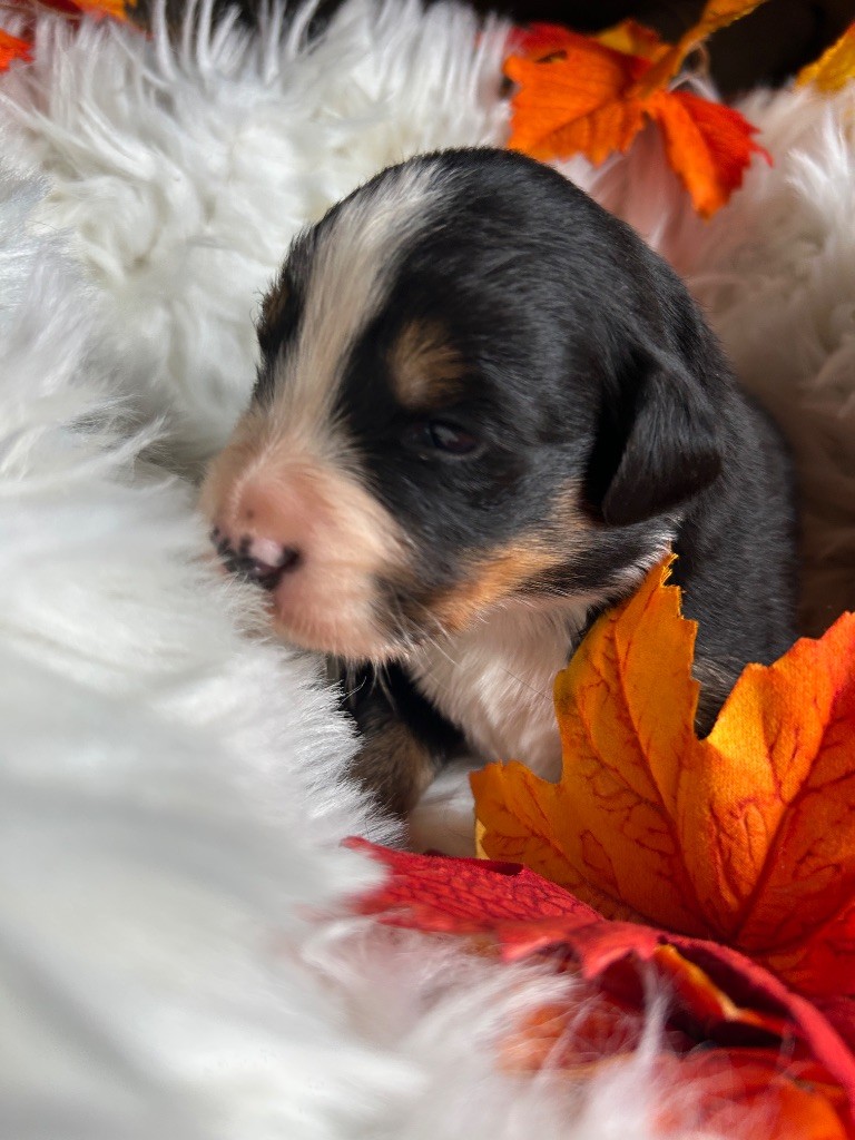 Kevin Decressac - Chiots disponibles - Bouvier Bernois
