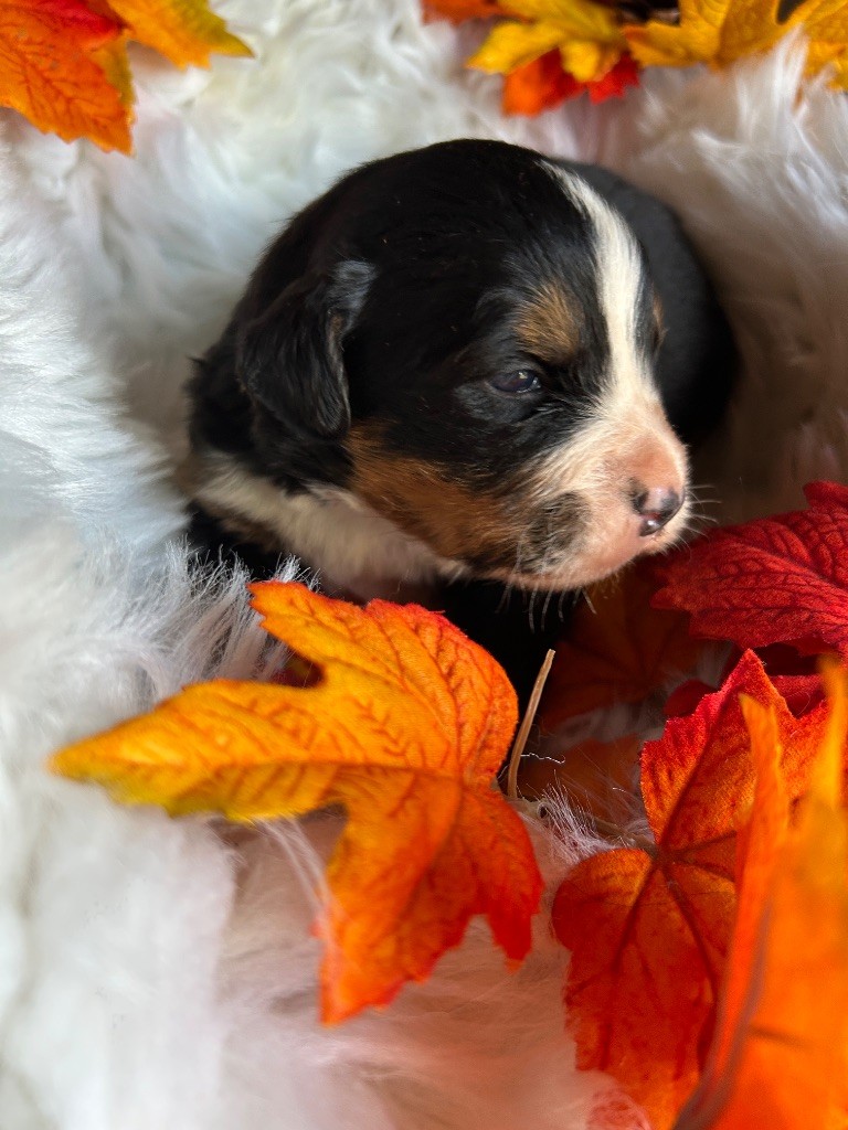 Kevin Decressac - Chiots disponibles - Bouvier Bernois